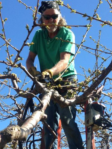 Neil Sproule, doing what he loves best... pruning! My dad bought the farm in 1991 and moved us all i