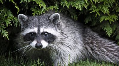 Raccoon removal service in St. Clair County Michigan