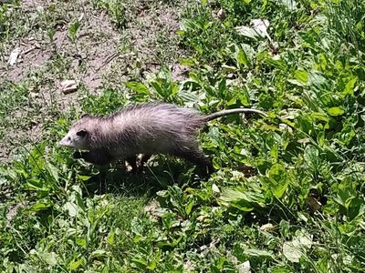 Opossum removal service in St. Clair County Michigan