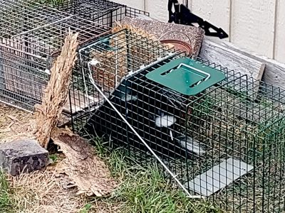 Skunk removal service in St. Clair County Michigan