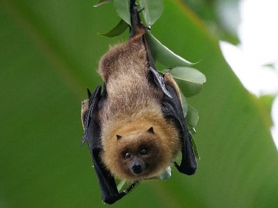 Bat removal service in St. Clair County Michigan