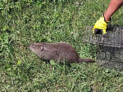 Groundhog removal service in St. Clair County Michigan