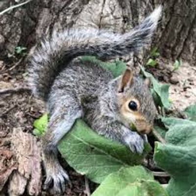 Squirrel removal service in St. Clair County Michigan