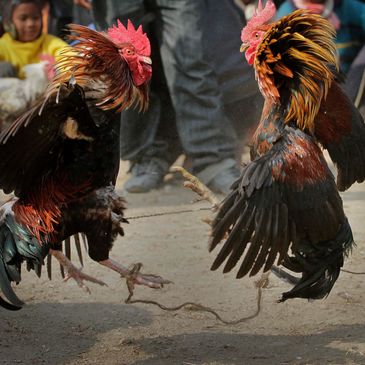 Tajen ayam bali