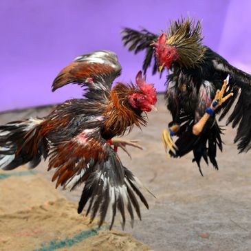 sabung ayam kalimantan