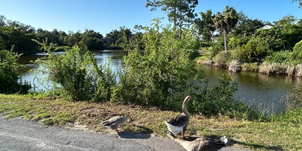 Three geese by a lakeside on a sunny day.