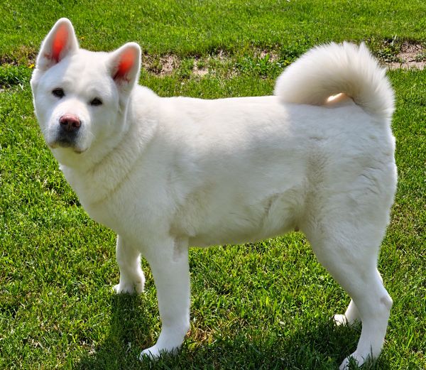 White Akita dog standing on grass.