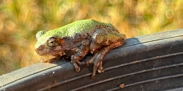 A small green and brown frog resting on a black surface in sunlight.