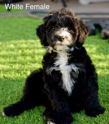 Black and white fluffy puppy sitting on grass.