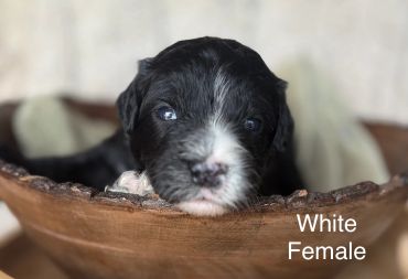 Black and white female puppy in a wooden bowl.