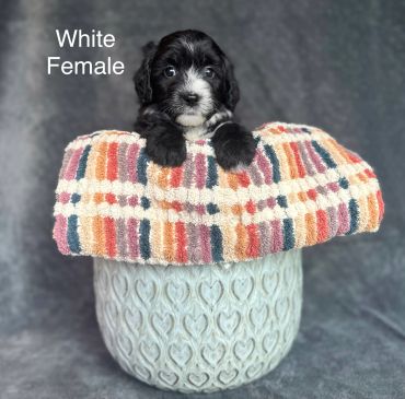 Black and white puppy in a basket.
