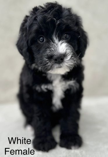 Cute black and white female puppy.