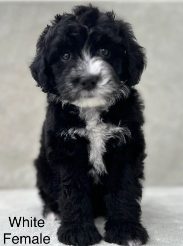 Black and white fluffy puppy sitting.