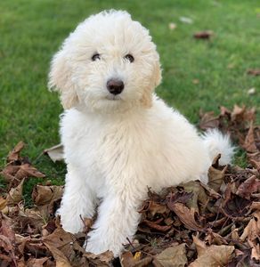 Cream Mini Sheepadoodle puppy