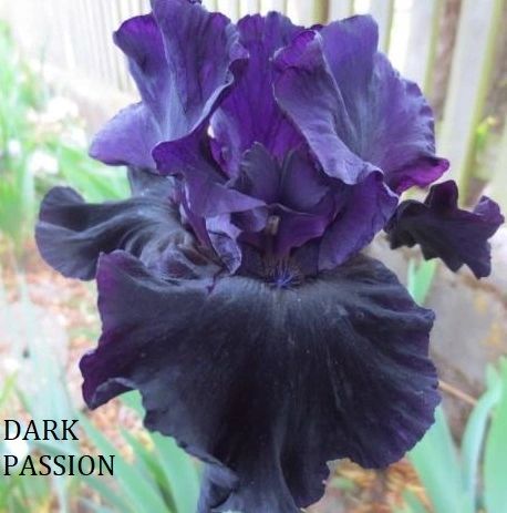 Dark Passion