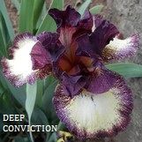 Deep Conviction