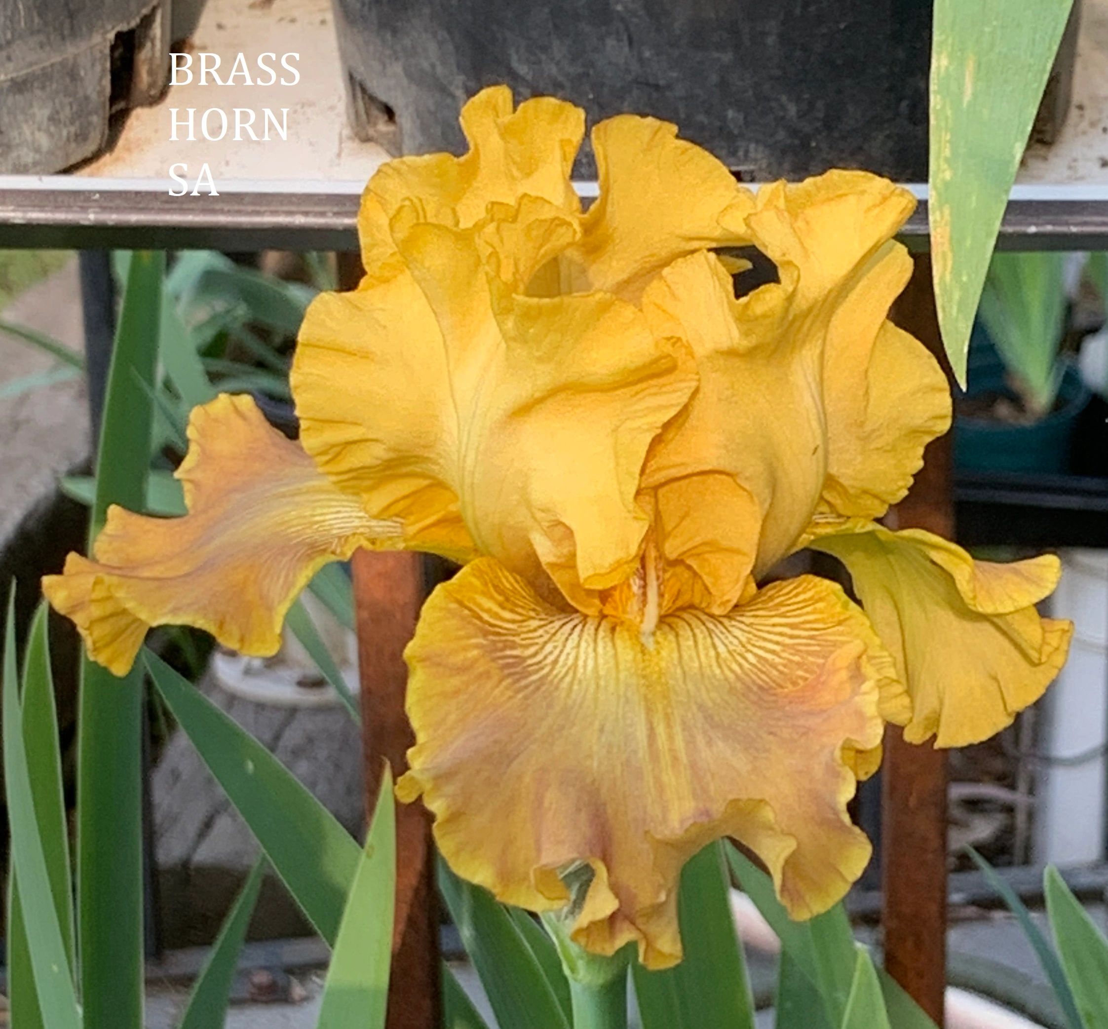 Brass Horn