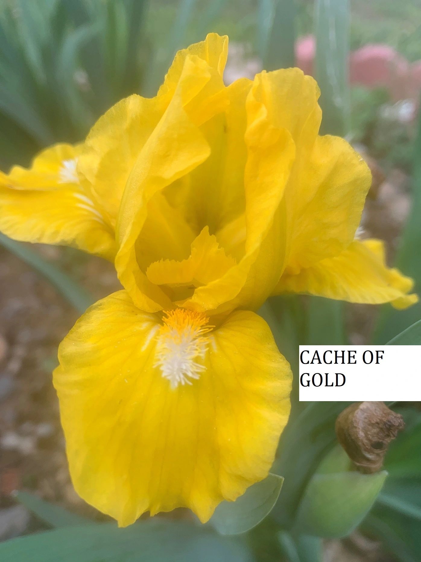 Cache of Gold
