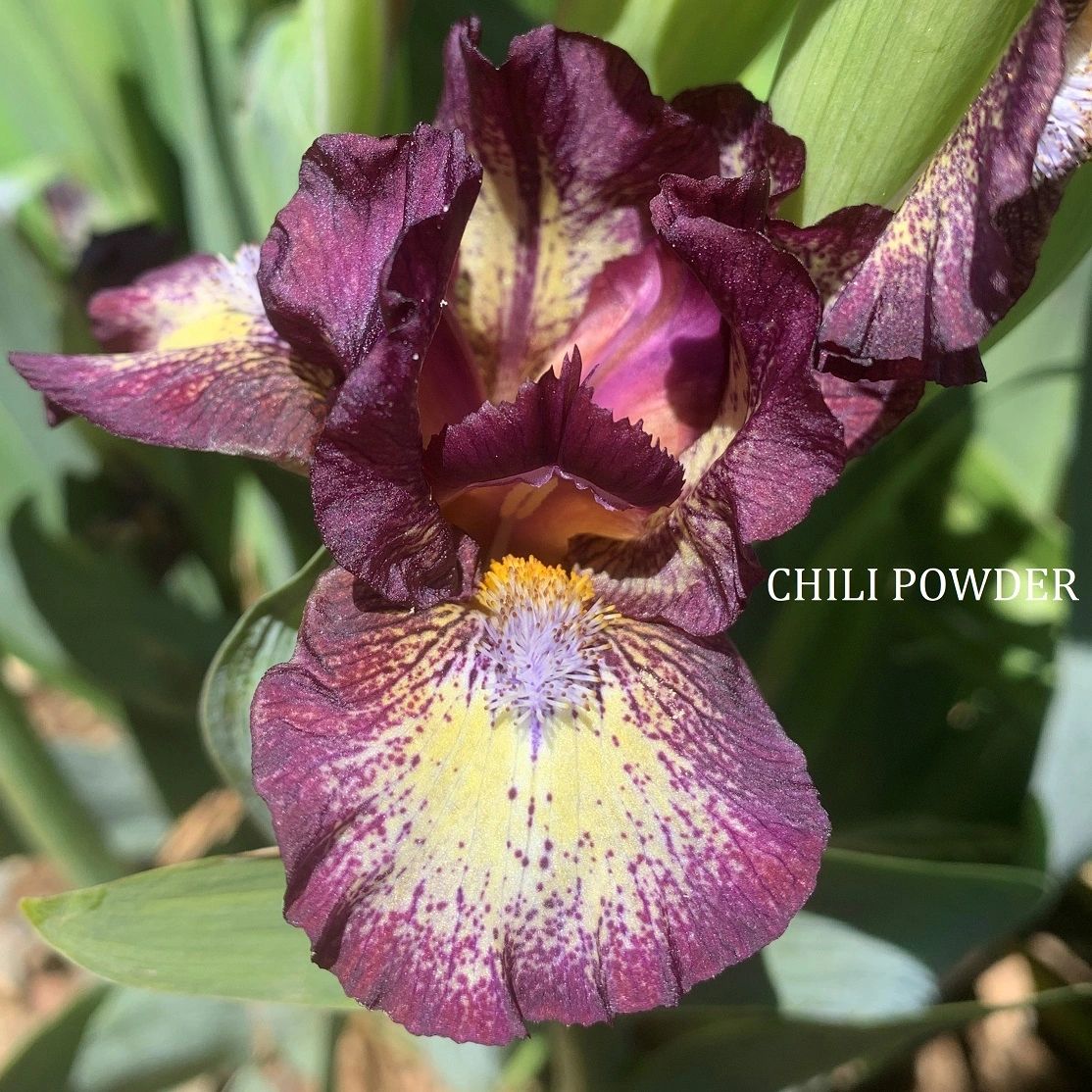 Chili Powder