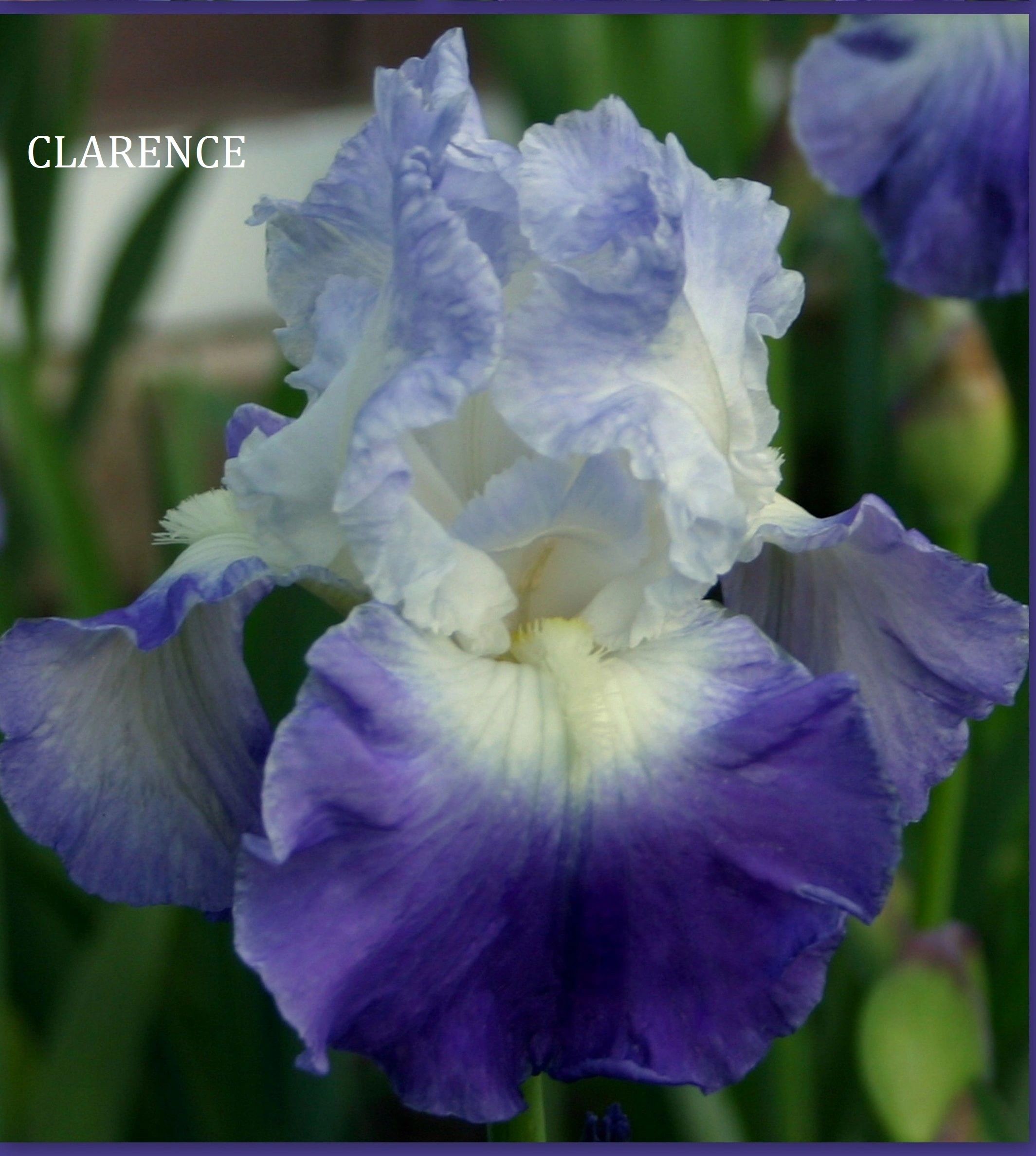 Clarence