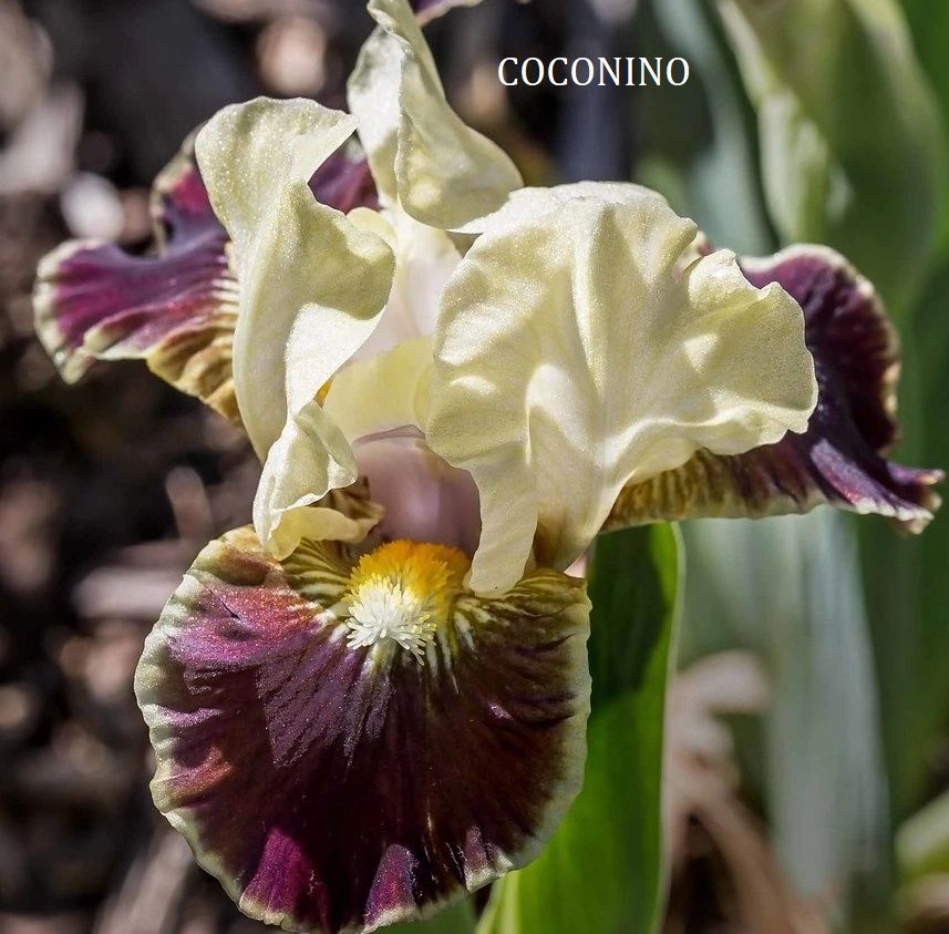 Coconino