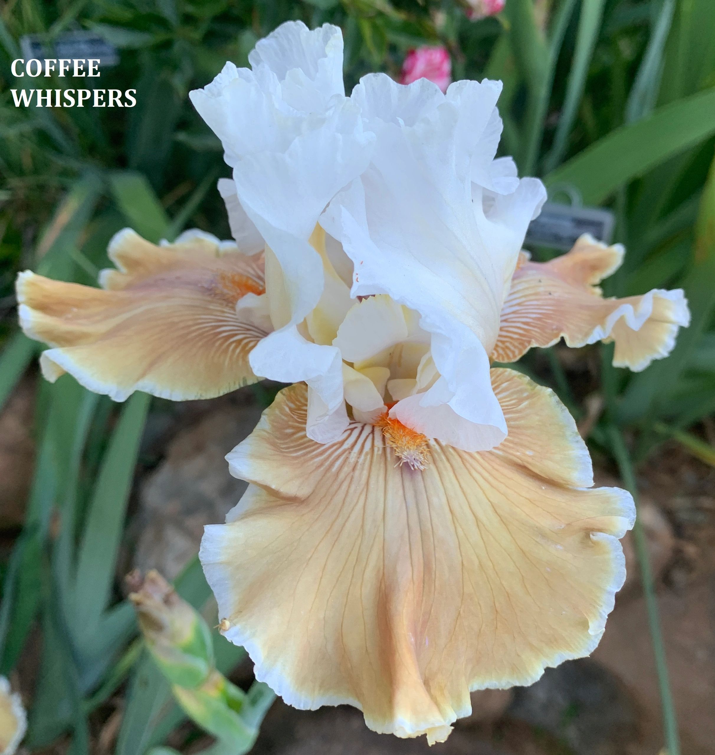 Coffee Whispers