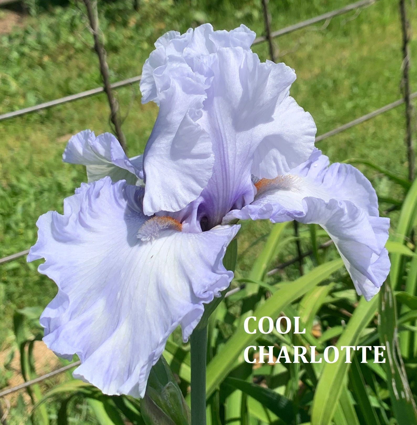 Cool Charlotte