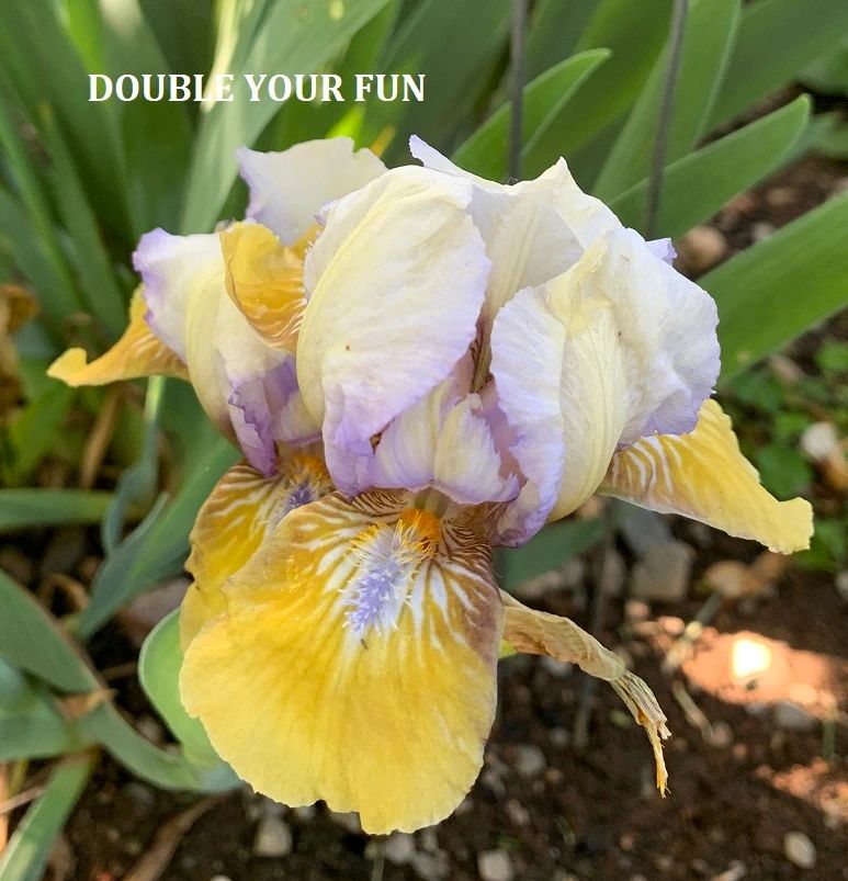 Double Your Fun