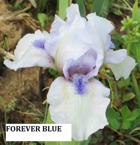 Forever Blue