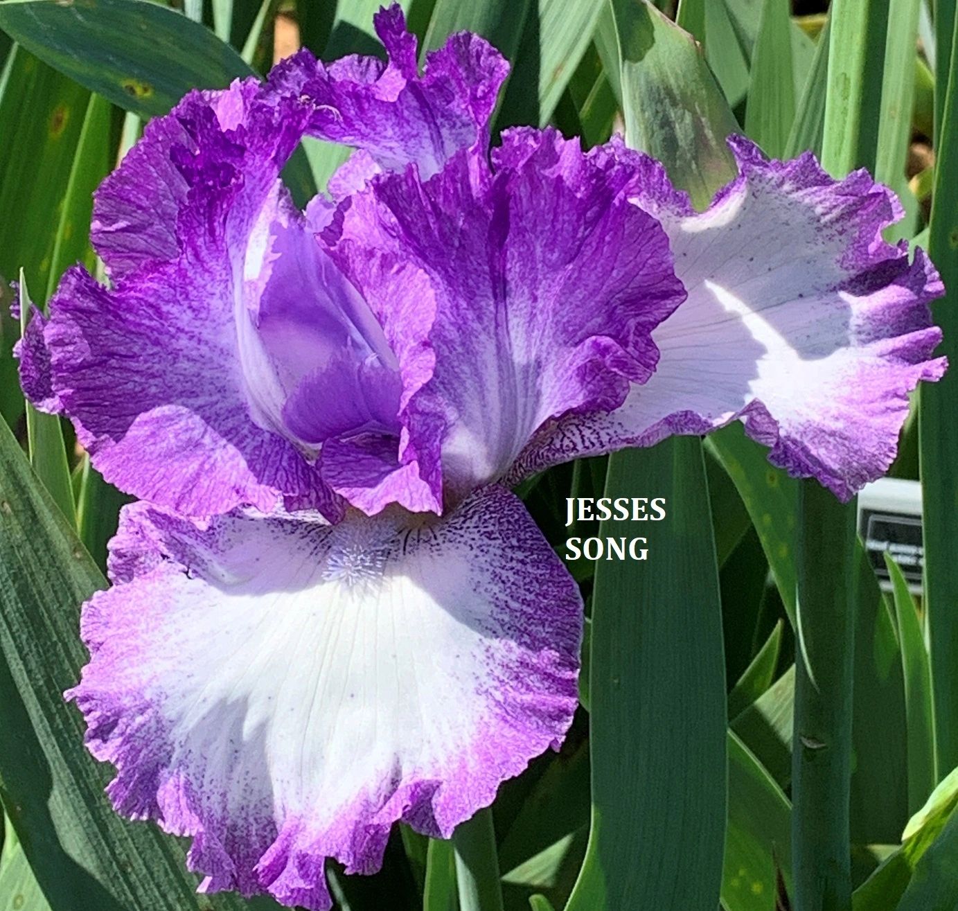 Jesse's Song