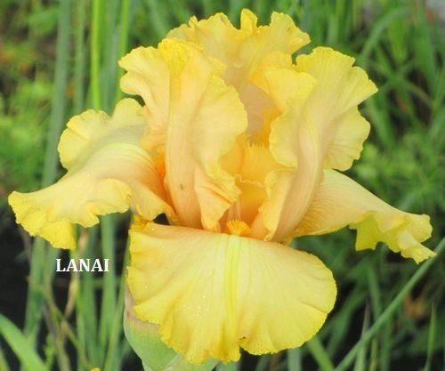 Lanai