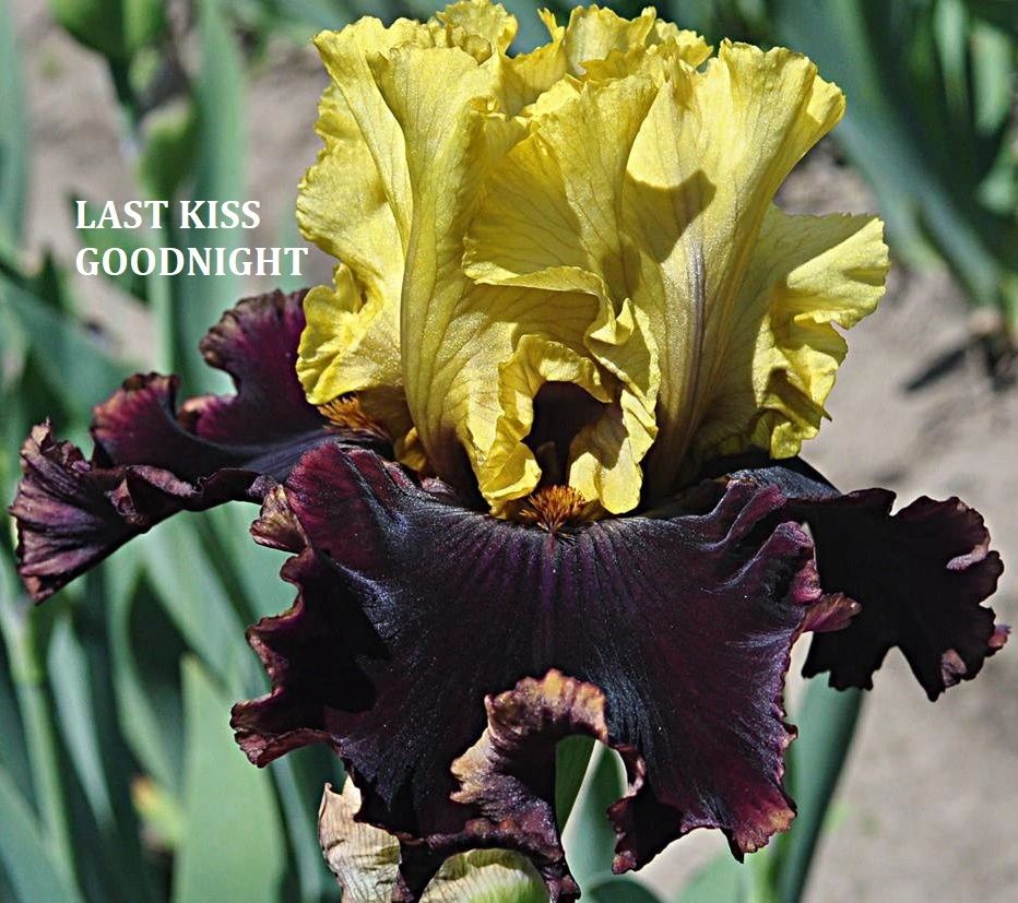 Last Kiss Goodnight