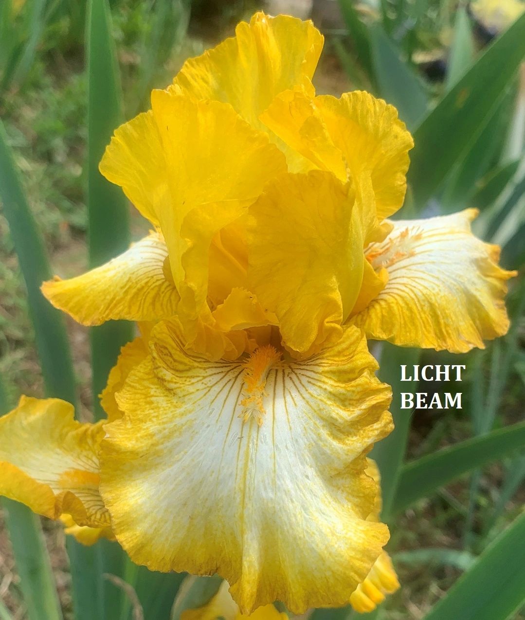 Light Beam