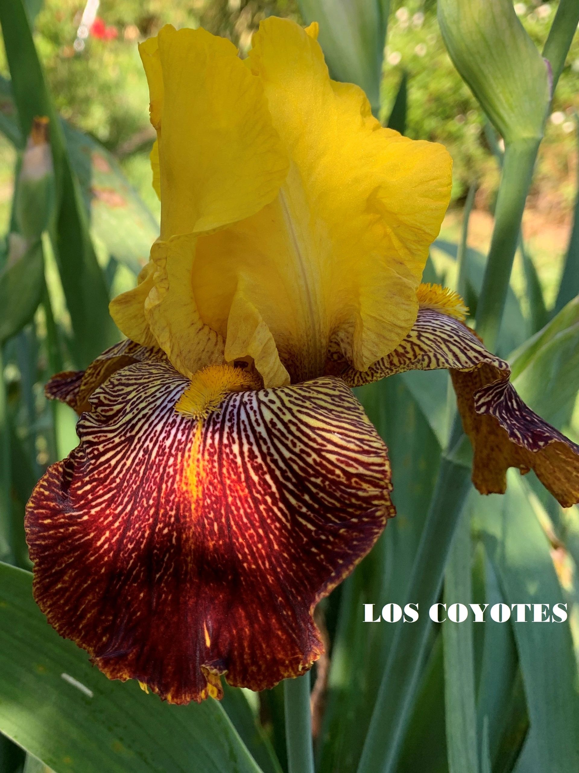 Los Coyotes