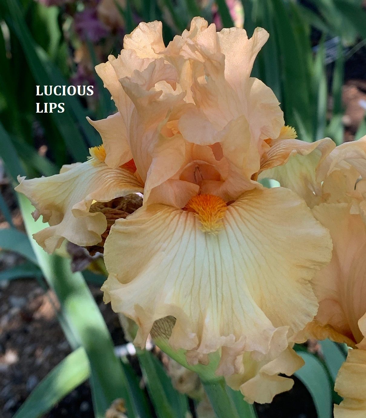 Lucious Lips