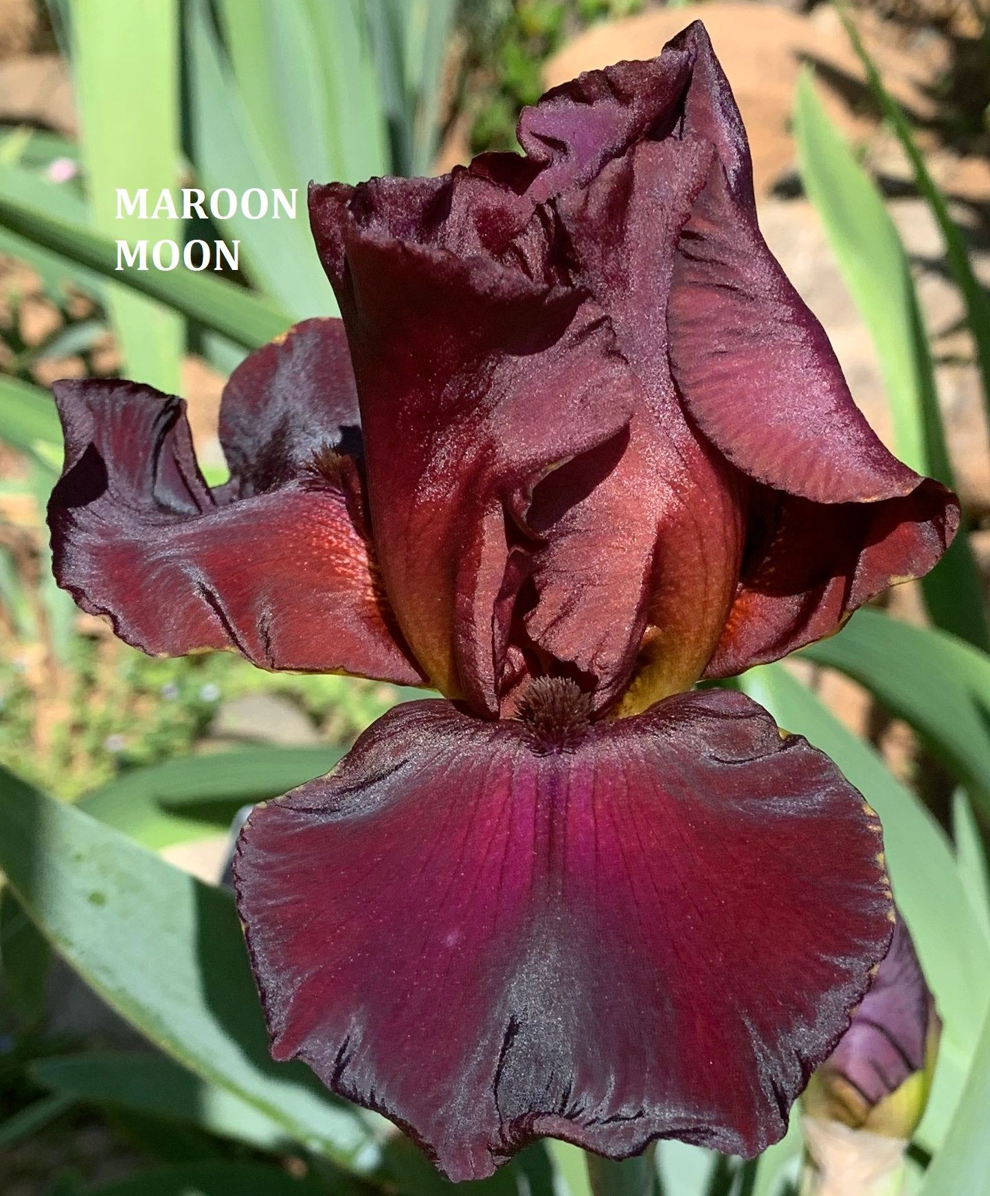 Maroon Moon