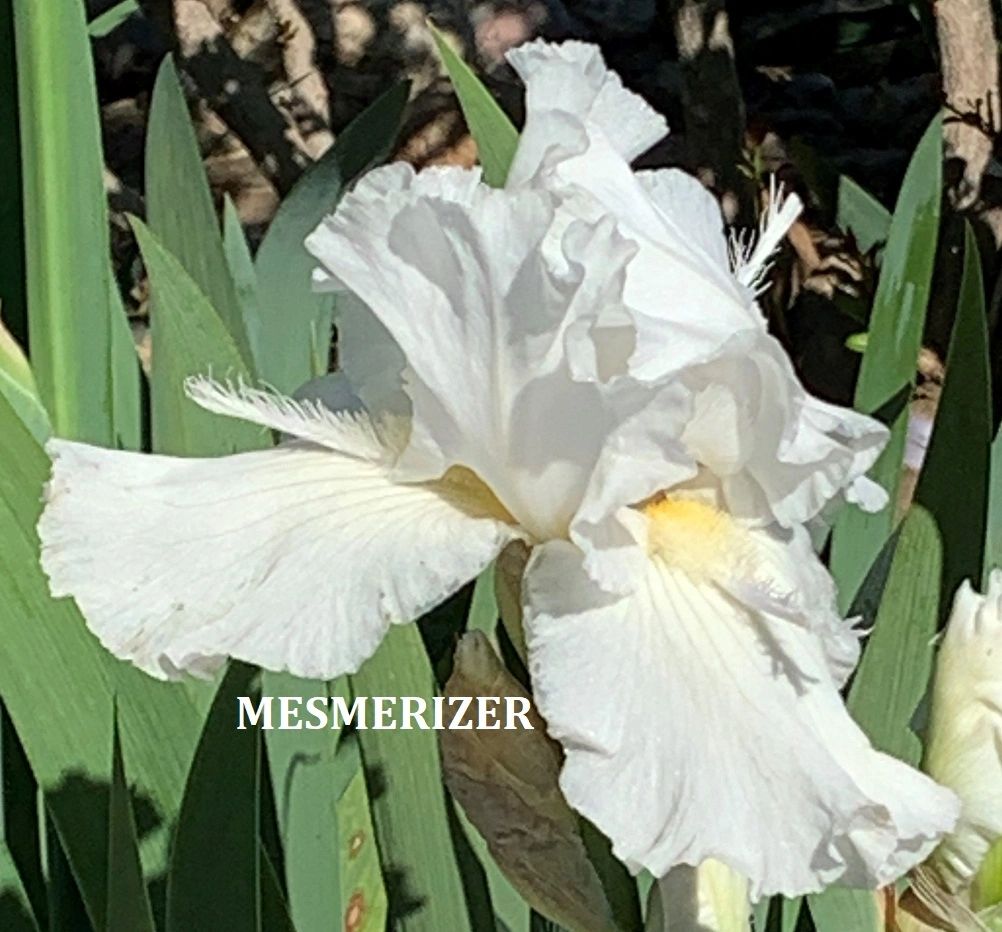 Mesmerizer