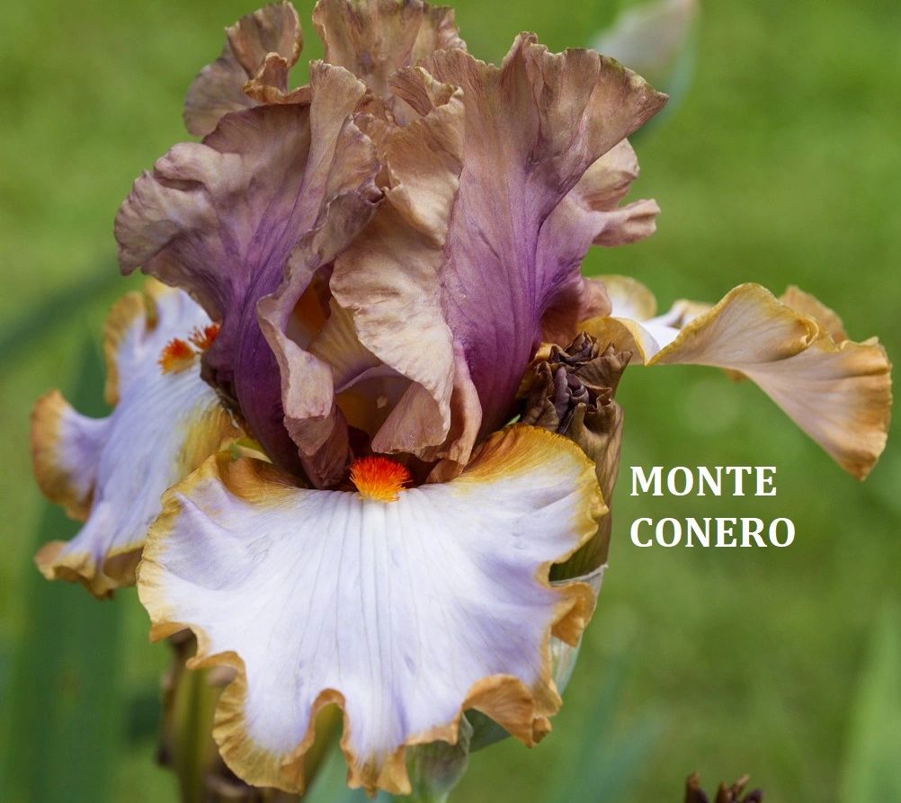 Monte Conero