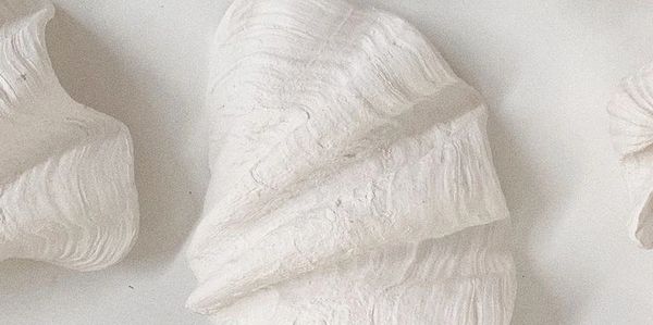 aesthetic seashell image