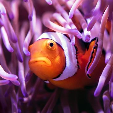 Close-up of clown fish and purple anemone.