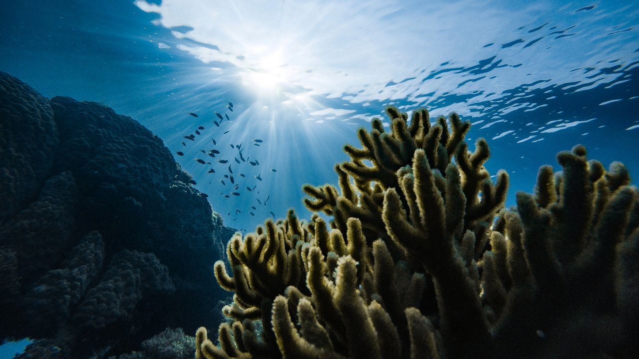 Coral: plant, animal, or rock Coral: plant, animal, or rock