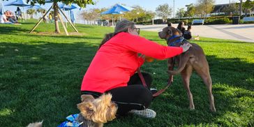 Heidi with her two dogs Sparky at Maddie who love to play with other dogs at Dog Moms Inn St. Pete