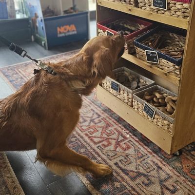 A golden retriever on a leash looking at baskets of dog treats in a store.