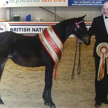 Dowhills Victoria’s Day 
Winning  Supreme Champion at The British National Foal Show 2018 