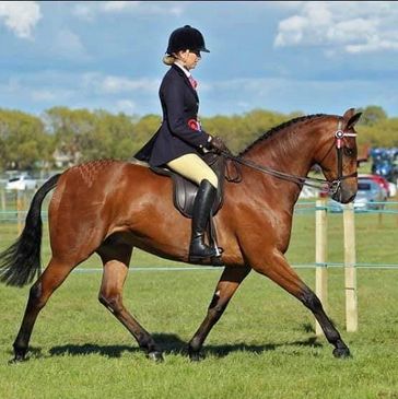 Dowhills Final Fling aka Sid 
A highly successful Hack and Intermediate 