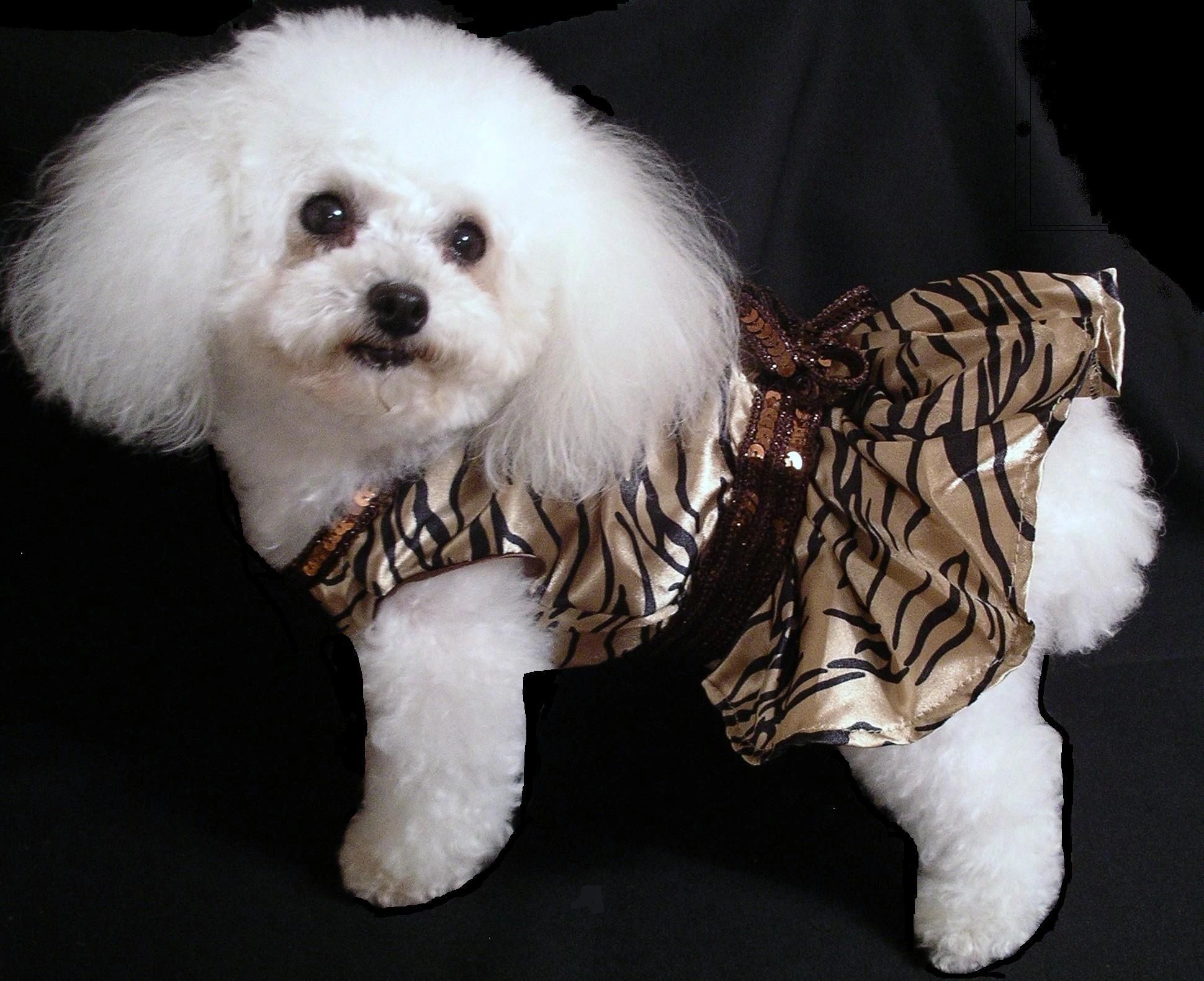 A Barking Boutique