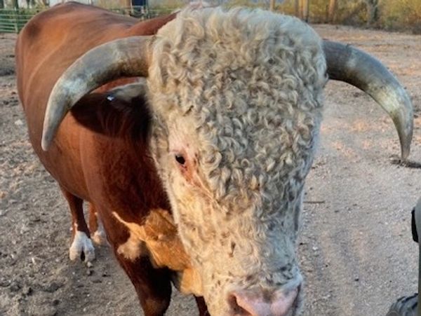 Hereford Bull with our out with our Brangus cows