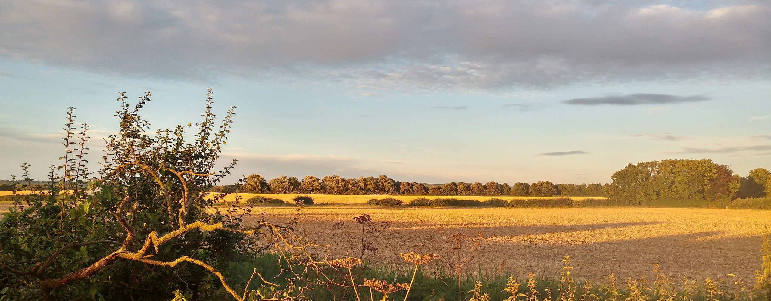 A field in Ashington lit by a golden sunset. Hedgerow in foreground and group of trees further away.