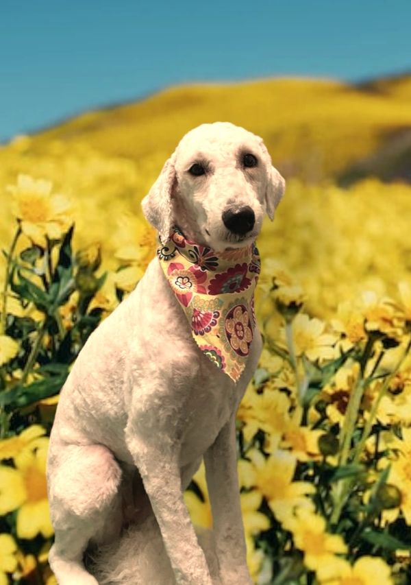 Floppy joe Labradoodle 