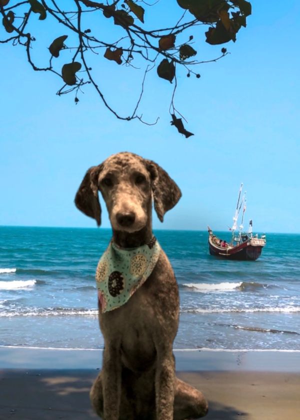 Momma Lulu Multi-gen Labradoodle in Florida